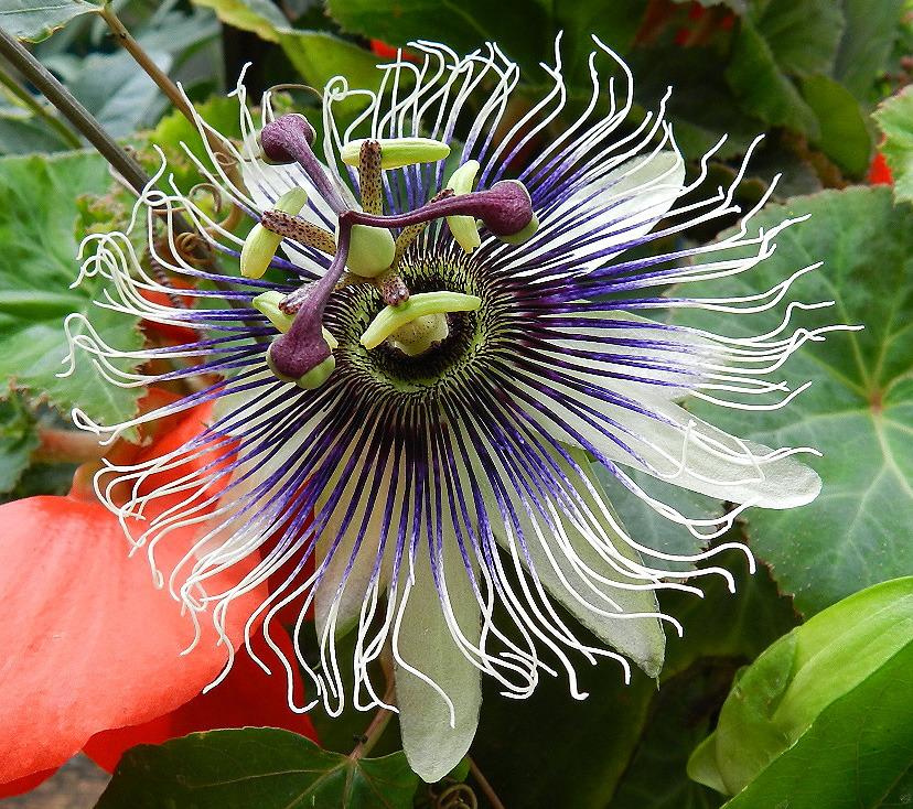 Photo of Passion Flower (Passiflora 'Sapphire') uploaded by whisper