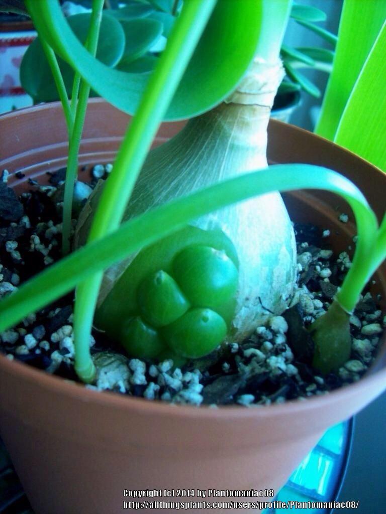 Photo of Pregnant Onion (Albuca bracteata) uploaded by Plantomaniac08