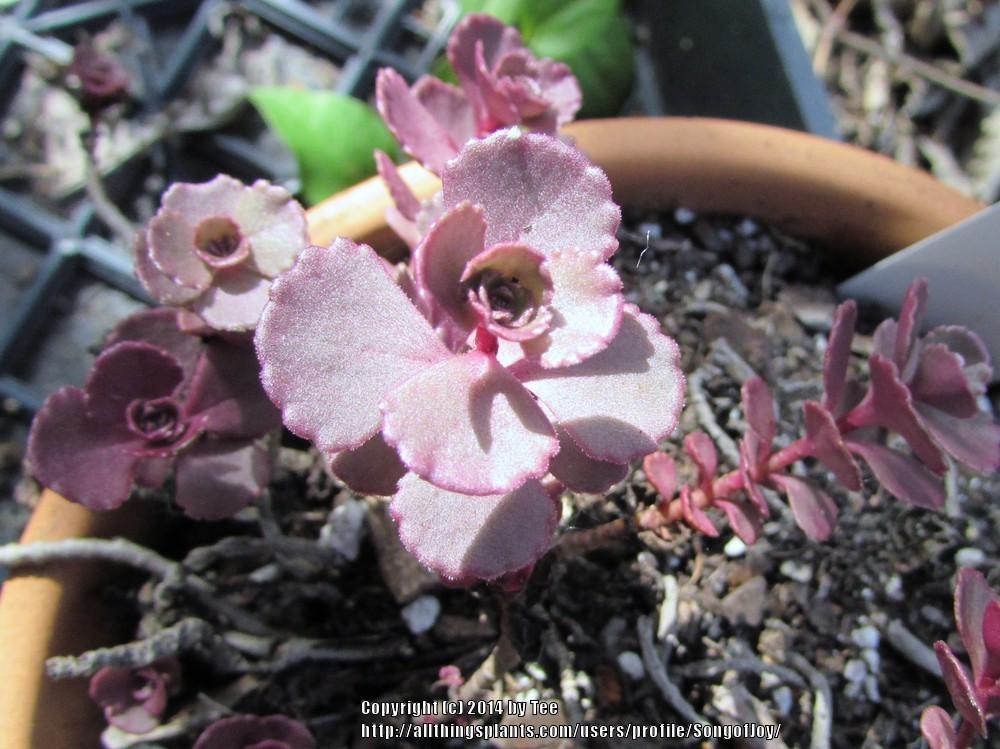 Photo of Two-Row Stonecrop (Phedimus spurius 'Schorbuser Blut') uploaded by SongofJoy