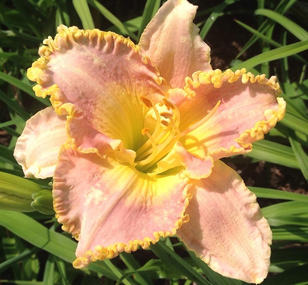 Photo of Daylily (Hemerocallis 'Spacecoast Cool Deal') uploaded by gsutche