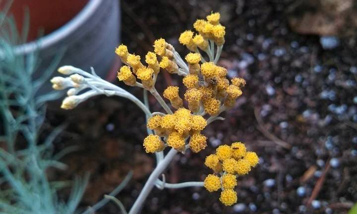 Photo of Curry Plant (Helichrysum italicum 'Nana') uploaded by mw236