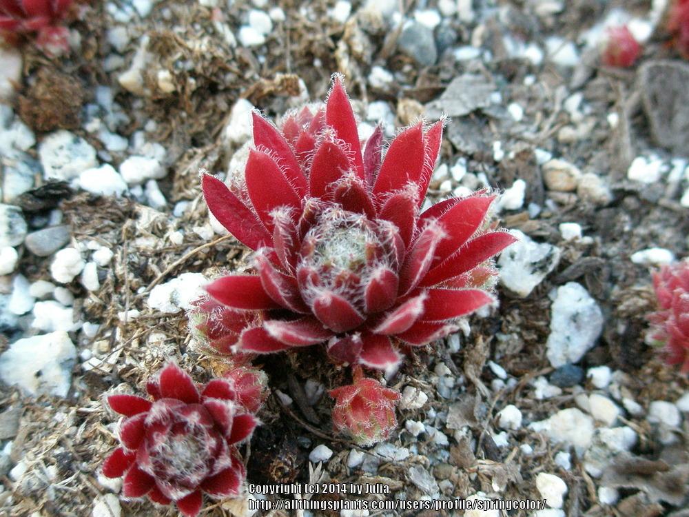 Photo of Hen and Chicks (Sempervivum 'Pacific Tart') uploaded by springcolor