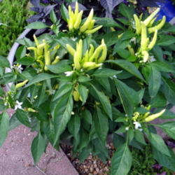 Location: Lincoln NE zone 5
Date: 2014-06-25
White blooms are followed by yellow ornamental peppers that turn 