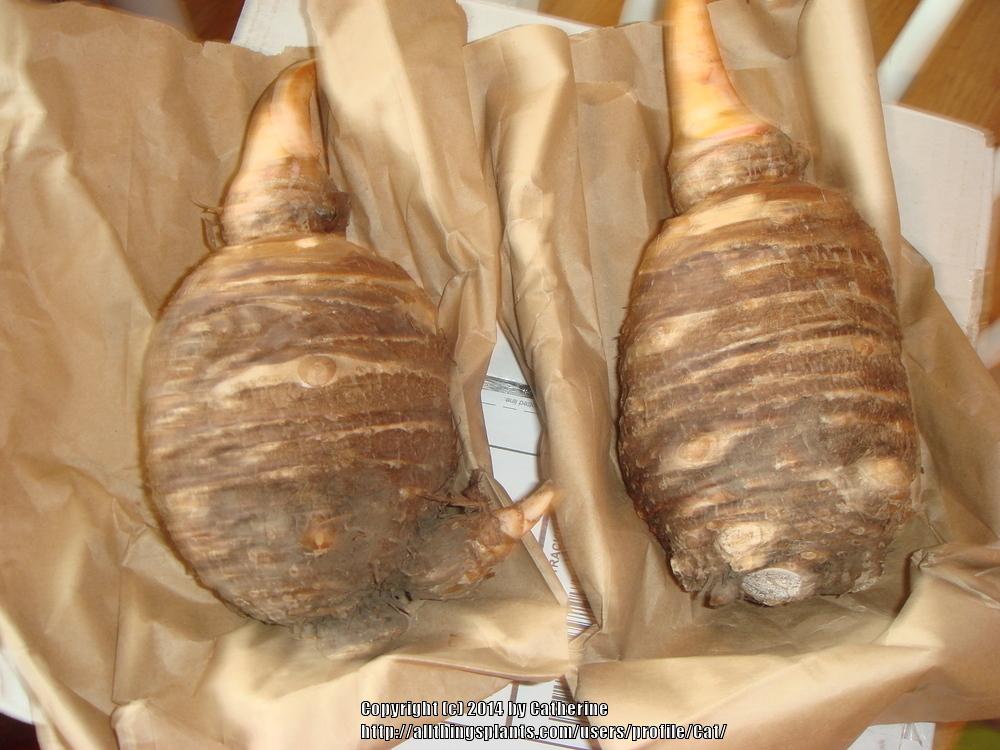 Photo of the bulb of Elephant Ear (Colocasia esculenta 'Jack's Giant