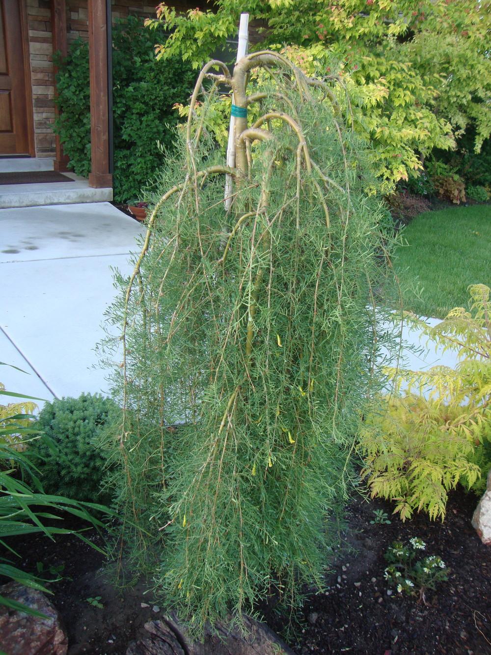 Photo of Weeping Pea Shrub (Caragana arborescens 'Walker') uploaded by Paul2032