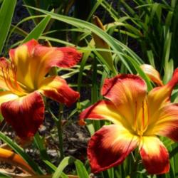 Location: home
Date: 2014-06-21
I love this daylily.  One of the best!