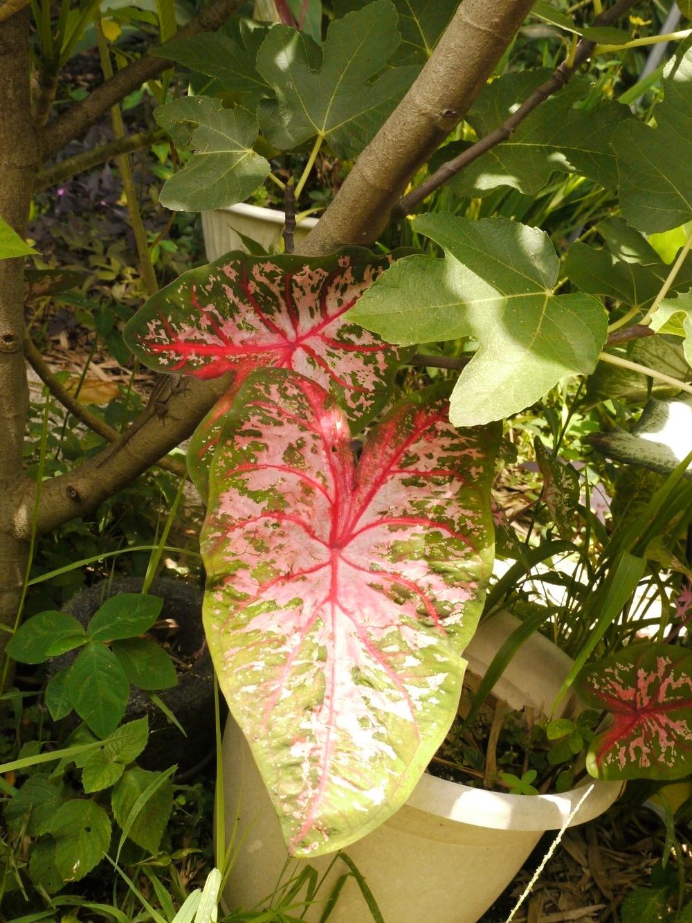 Photo of Fancy-Leaf Caladium (Caladium 'Carolyn Wharton') uploaded by dyzzypyxxy