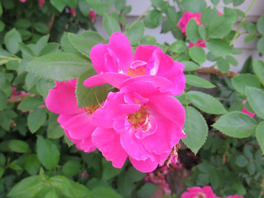 Photo of Rose (Rosa 'William Baffin') uploaded by foraygardengirl