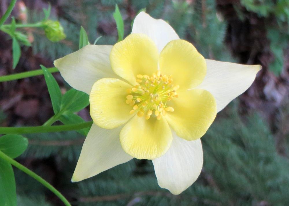 Photo of Columbine (Aquilegia coerulea Origami™ Yellow) uploaded by foraygardengirl