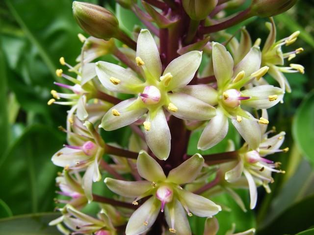 Photo of Pineapple Lily (Eucomis) uploaded by gingin
