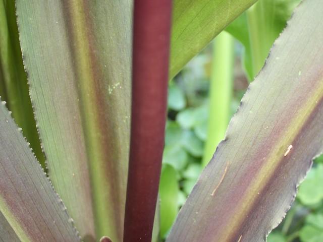 Photo of Pineapple Lily (Eucomis) uploaded by gingin