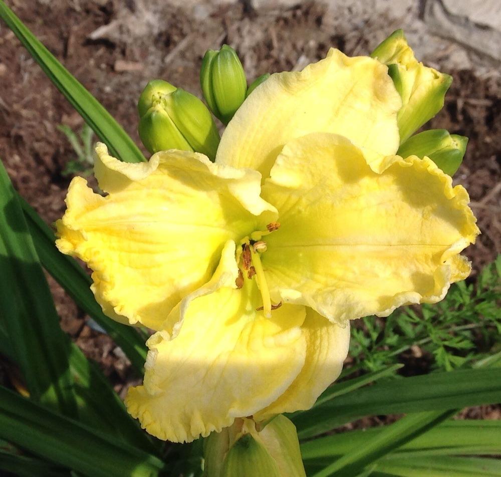 Photo of Daylily (Hemerocallis 'Early to Bed') uploaded by gsutche