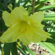 Location: Sherwood, ArkansasDate: 2013-08-01This was with some Stella D'Oro daylilies given to me. 