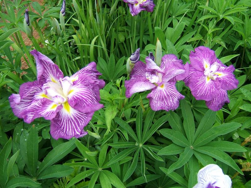 Photo of Japanese Iris (Iris ensata 'Geisha Obi') uploaded by pirl