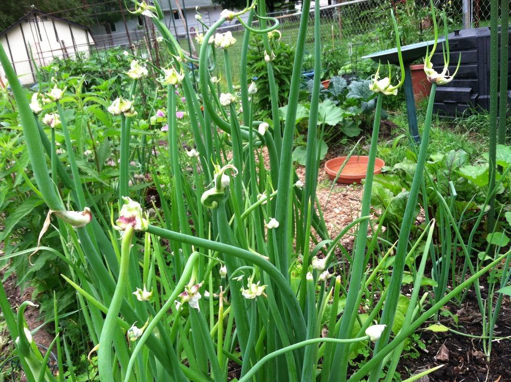 Onions Plant Care and Collection of Varieties