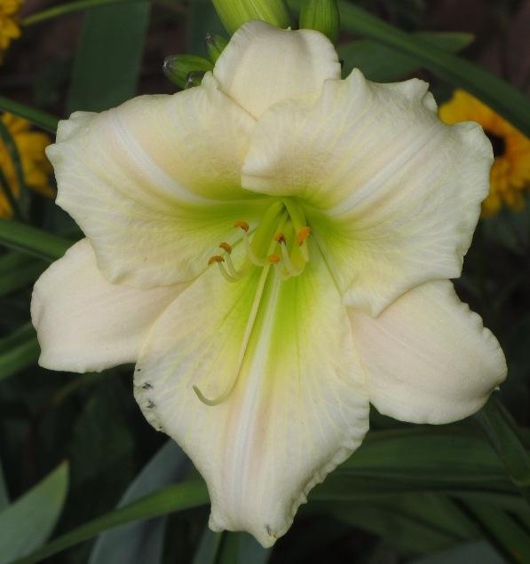 Photo of Daylily (Hemerocallis 'Thisby') uploaded by Bloombuddie