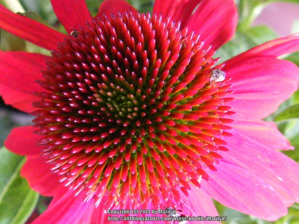 Photo of Coneflower (Echinacea Sombrero® Salsa Red) uploaded by Marilyn