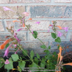 Location: My garden in Kentucky
Date: 2014-06-26
Love the colors of this Agastache! Sitting on the porch, waiting 