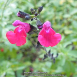 Location: My garden in Kentucky
Date: 2014-06-26
Love this Salvia!