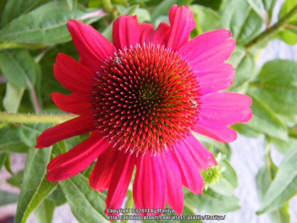 Photo of Coneflower (Echinacea Sombrero® Salsa Red) uploaded by Marilyn