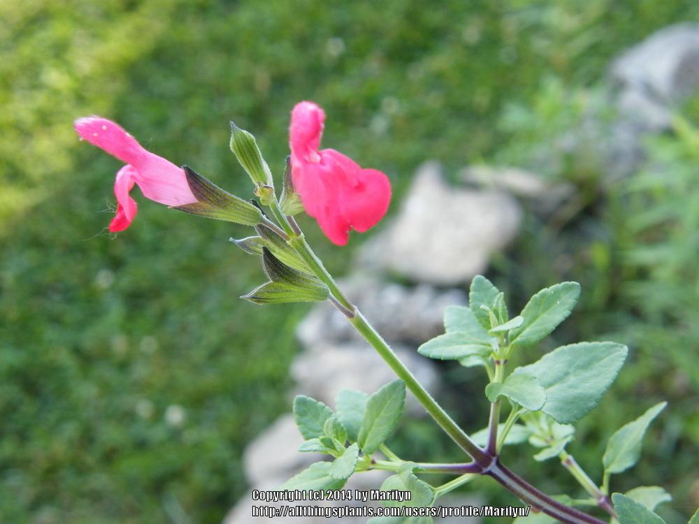 Photo of Salvia (Salvia microphylla 'Honey Rose') uploaded by Marilyn