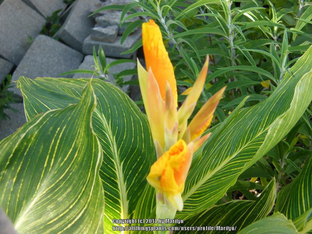 Photo of Canna (Canna x generalis Tropicanna® Gold) uploaded by Marilyn