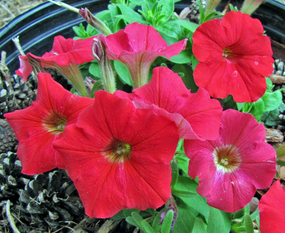 Photo of Multiflora Spreading/Trailing Petunia (Petunia Easy Wave® Red) uploaded by TBGDN