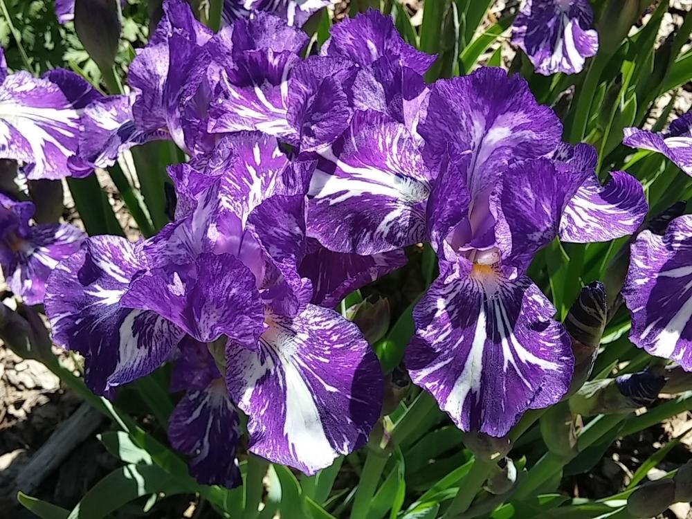 Photo of Species X Iris (Iris 'Alpha Gnu') uploaded by Val1