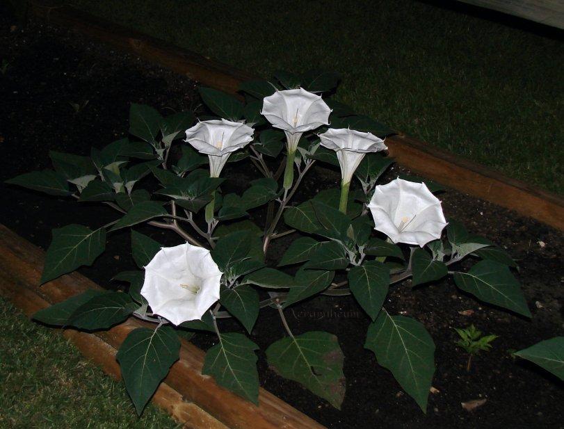 Photo of Devil's Trumpet (Datura innoxia 'Evening Fragrance') uploaded by Xeramtheum