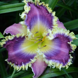 
Photo Courtesy of Marietta Daylily Gardens. Used with Permission.