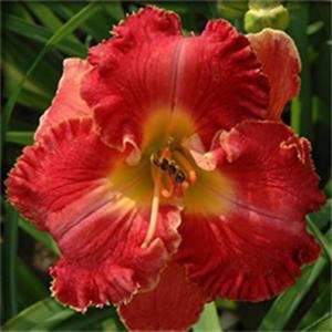 Photo Courtesy of Marietta Daylily Gardens. Used with Permission.