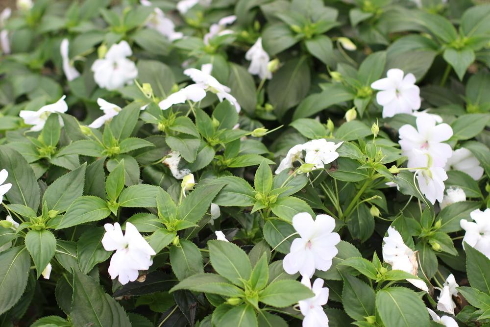 Photo of Impatiens Big Bounce™ White uploaded by dave