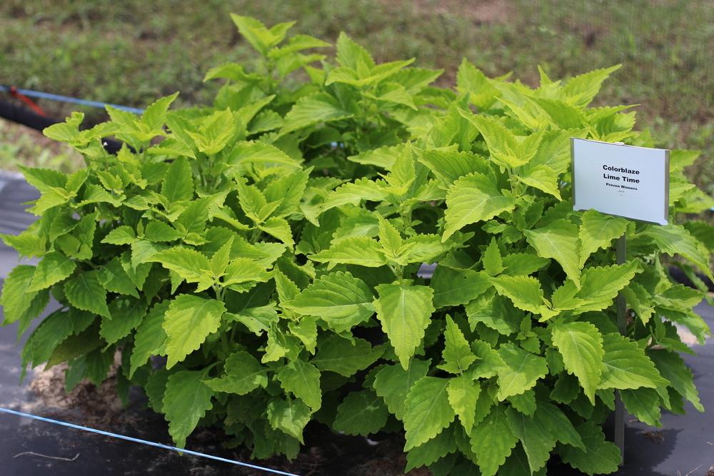 Photo of Coleus (Coleus scutellarioides ColorBlaze® Lime Time) uploaded by dave