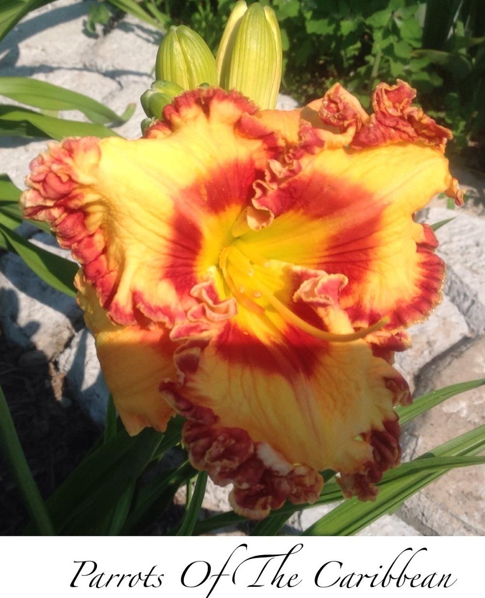 Photo of Daylily (Hemerocallis 'Parrots of the Caribbean') uploaded by gsutche