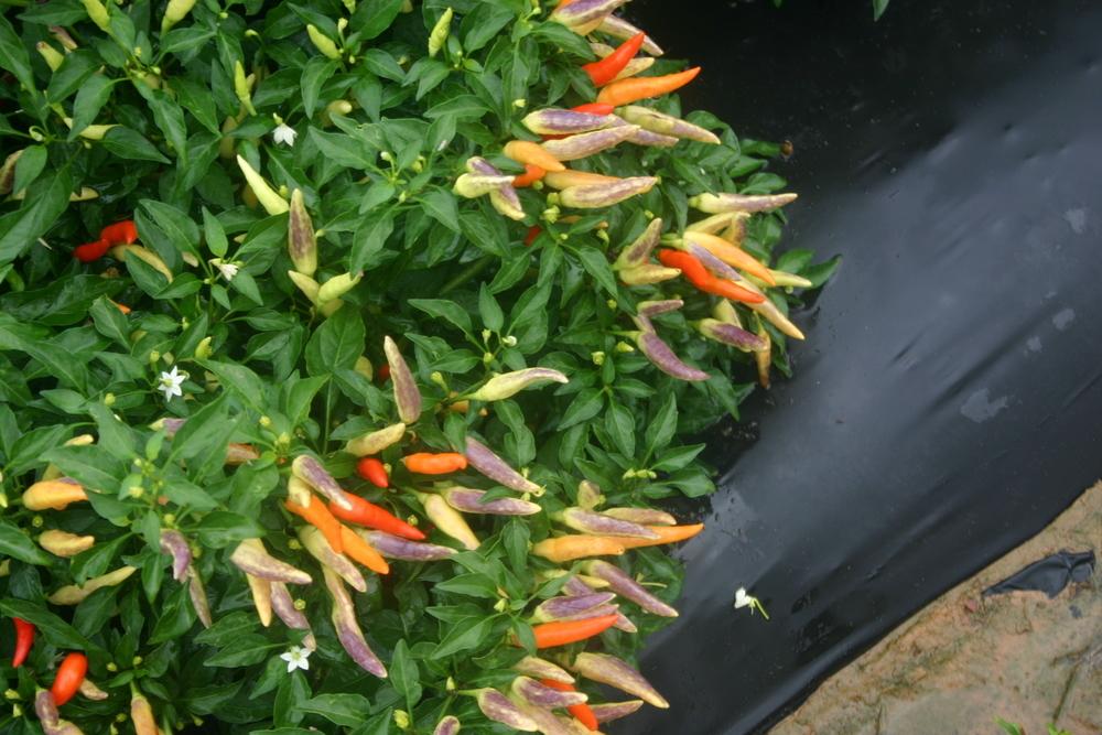 Photo of Pepper (Capsicum annuum 'Basket of Fire') uploaded by jon