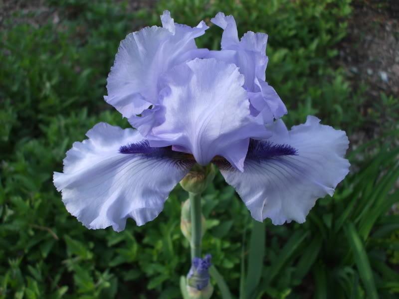 Photo of Tall Bearded Iris (Iris 'Alien Mist') uploaded by poisondartfrog