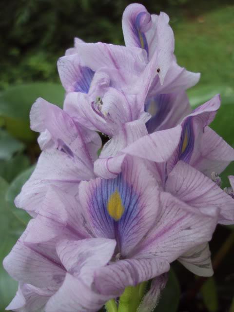 Photo of Water Hyacinth (Eichhornia crassipes) uploaded by poisondartfrog