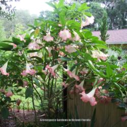 Location: DeLand Florida
Date: 2014-06-28
Just another pretty picture of a great Brugmansia!