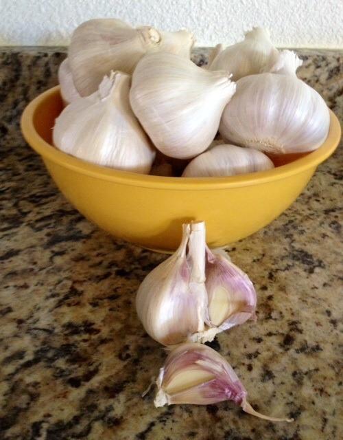 Photo of Garlic (Allium sativum 'Music') uploaded by Ecograndma