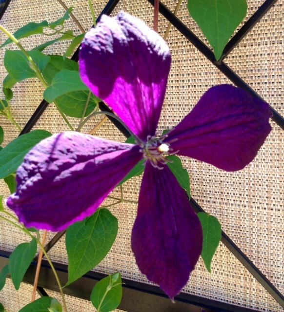 Photo of Clematis 'Negritianka' uploaded by Ecograndma
