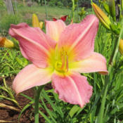Love the color of this daylily!