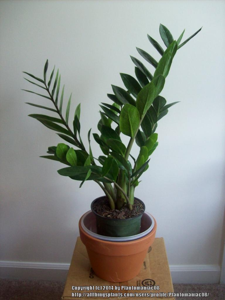 Photo of ZZ Plant (Zamioculcas zamiifolia) uploaded by Plantomaniac08