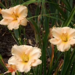 Location: home
Date: 2014-06-28
No one should be without this daylily!  It has perfect form and s