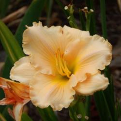 Location: home
Date: 2014-06-24
Perfect form and good substance--a beautiful daylily!