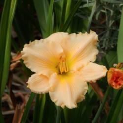 Location: home
Date: 2014-06-28
This is truly a beautiful daylily!