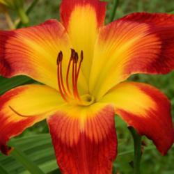 Location: home
Date: 2014-06-24
This daylily really does look this beautiful every time!  It's a 