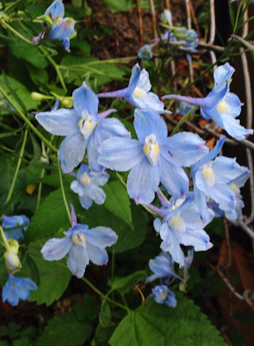 Photo of Delphinium grandiflorum 'Amour' uploaded by bxncbx