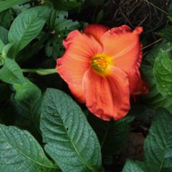 Location:  Bronx NY
Date: June 26, 2014
Flowers turning more orange.