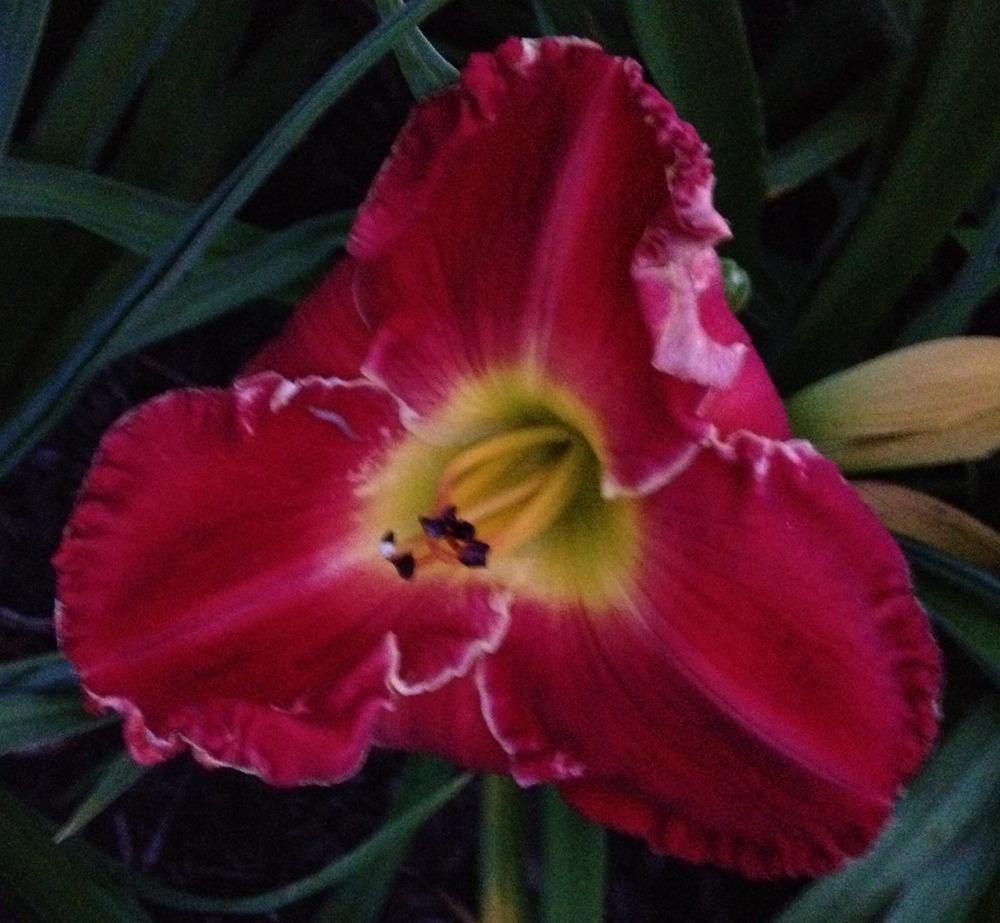 Photo of Daylily (Hemerocallis 'Glory in Red') uploaded by gsutche