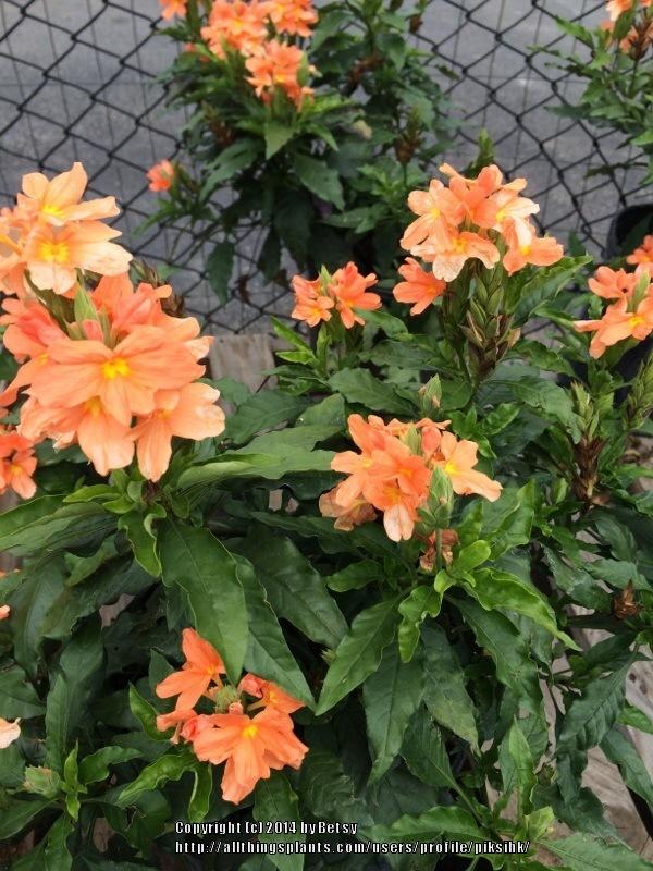 Photo of Firecracker Flower (Crossandra infundibuliformis) uploaded by piksihk